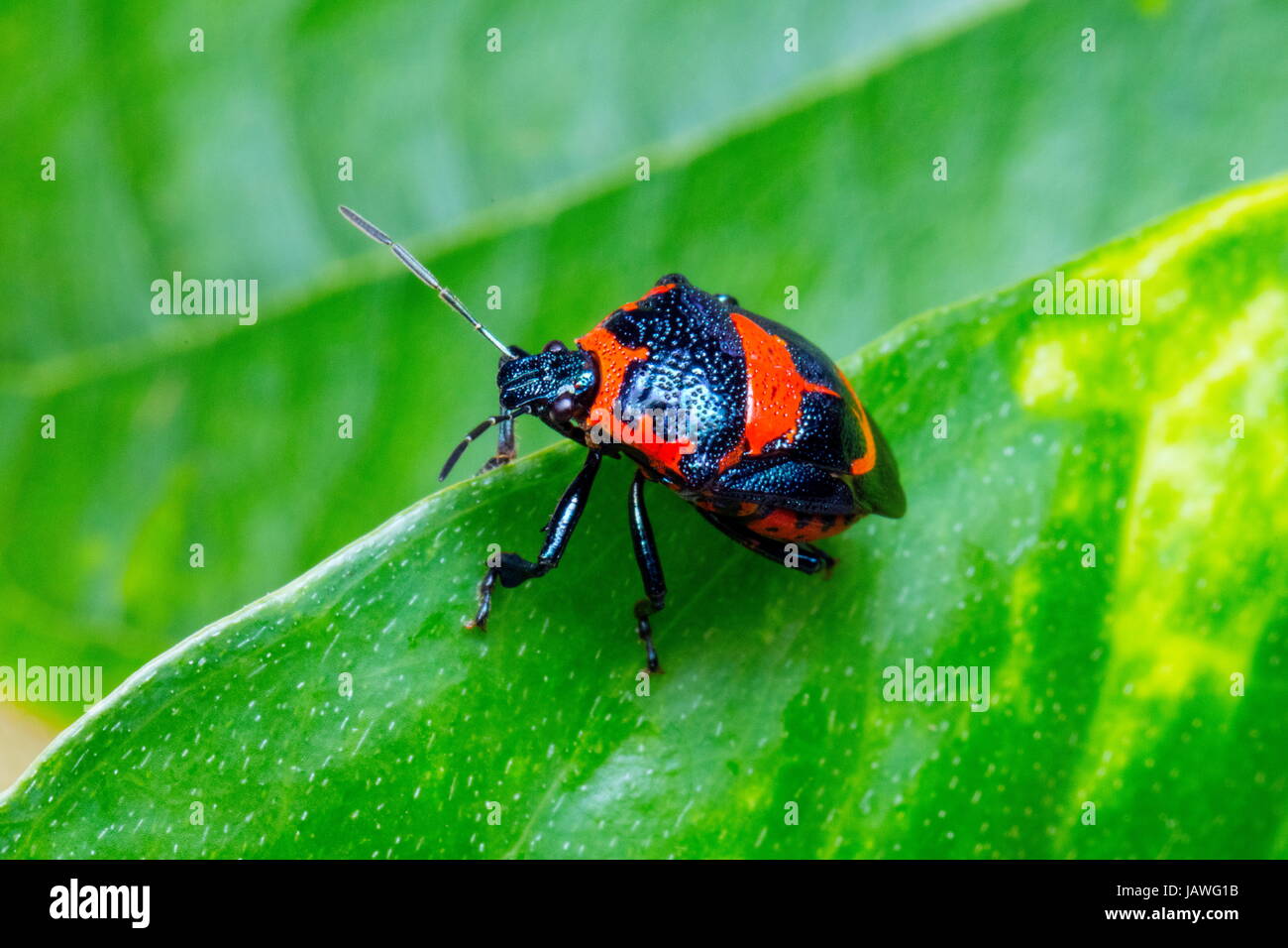 Eine räuberische Anker Stink Bug, Stiretrus Anchorago, kriecht auf einem Blatt. Stockfoto