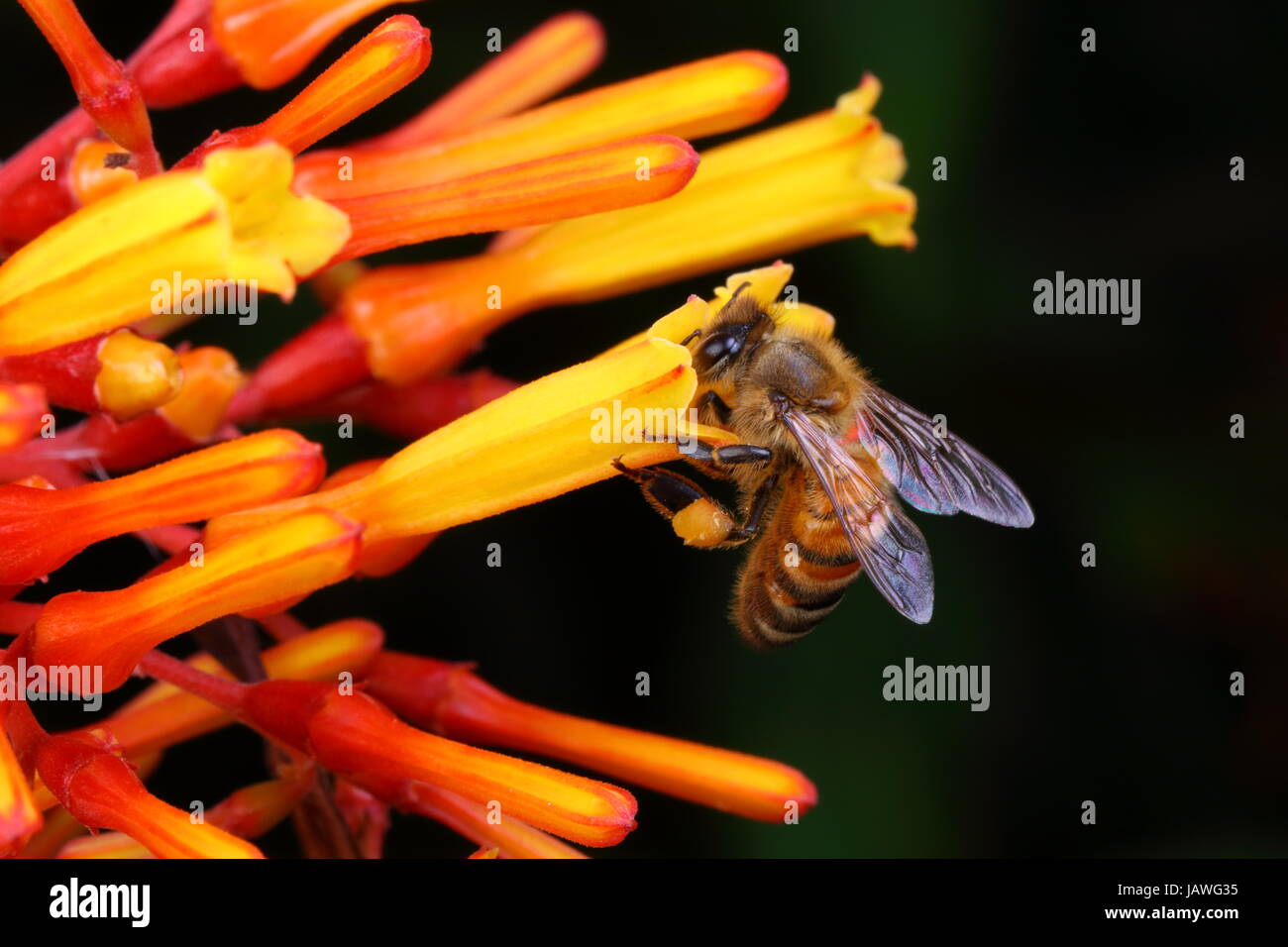 Eine Biene mit Pollen Pakete sichtbar, nippt Nektar aus einem Wildblumen. Stockfoto