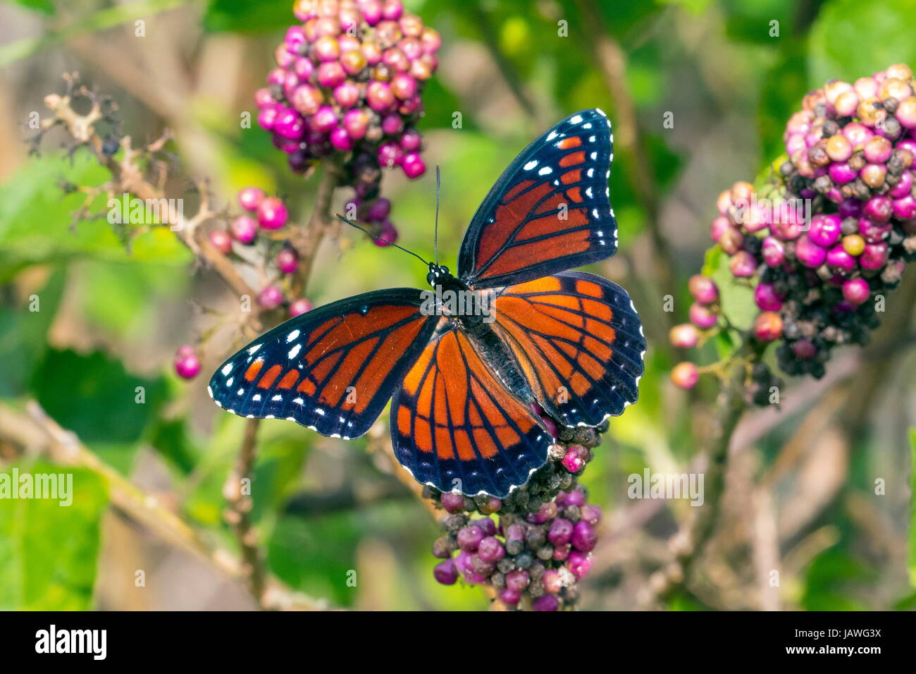 Ein Vizekönig Schmetterling, Limenitis Archippus. Stockfoto