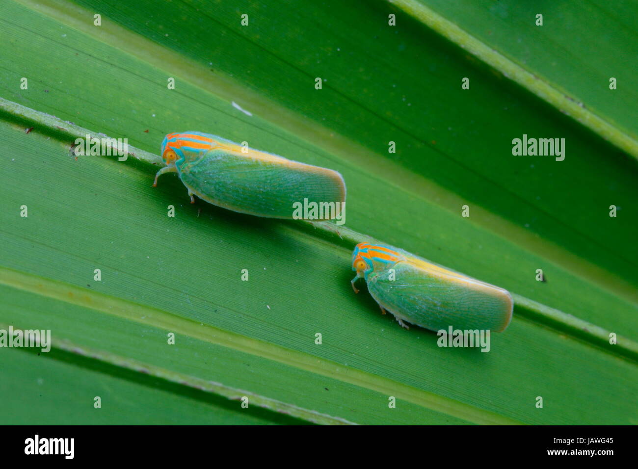 Eine Leafhopper, Cicadellidae, auf einer Säge Palmetto Wedel. Stockfoto