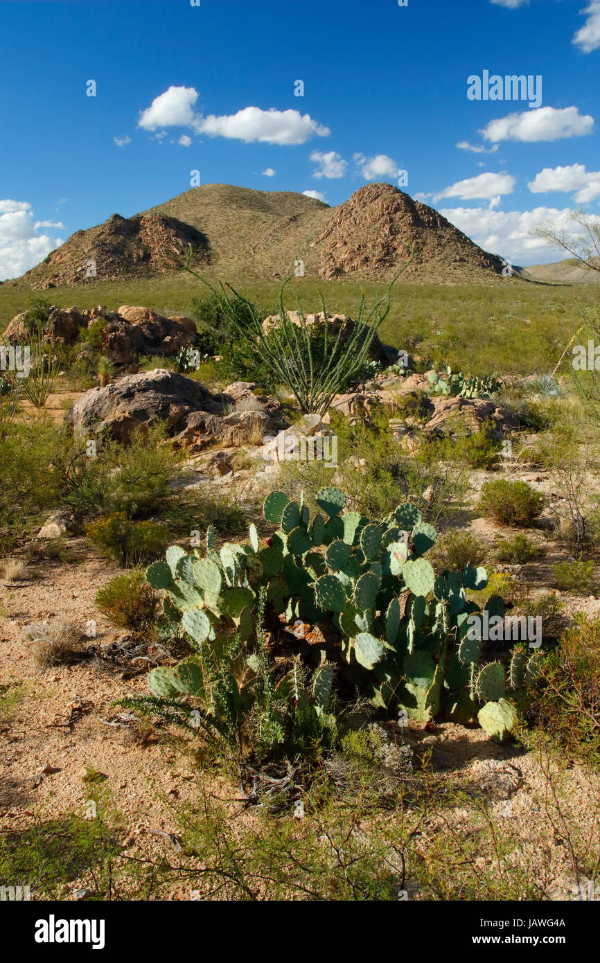 Eine Stachelige Birne und Ocotillo Kaktus in der Wüste von Arizona. Stockfoto