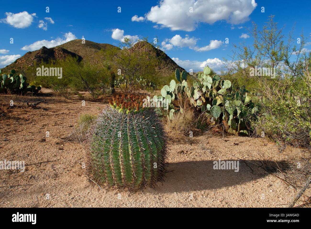 Ein Barrel Cactus und Kaktusfeigen in der Wüste von Arizona. Stockfoto