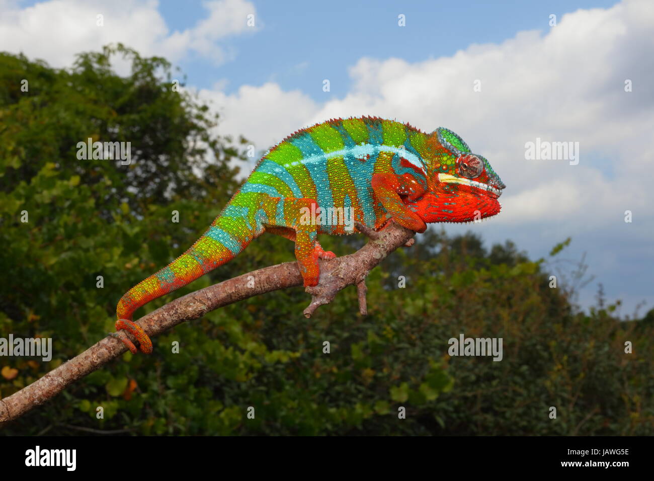 Porträt von einem Pantherchamäleon (Furcifer pardalis). Stockfoto