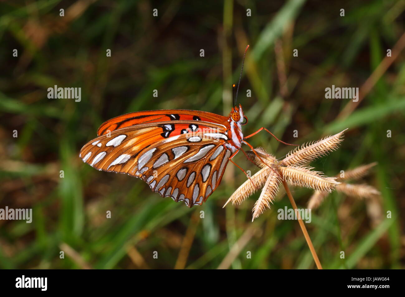 Nahaufnahme eines Gulf Fritillary oder Leidenschaft Schmetterlings, Agraulis Vanillae. Stockfoto