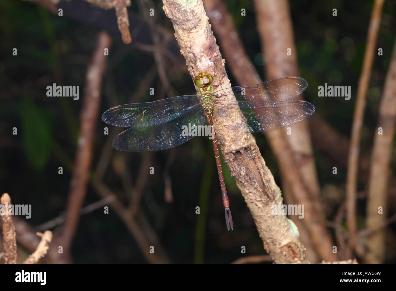 Ein Schatten-Darner, Aeshna Umbrosa, ein wandernder Libellenarten. Stockfoto