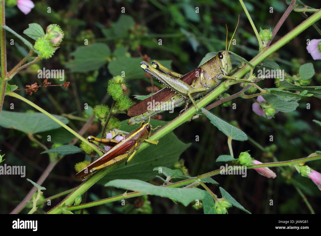 Ein paar obskure Vogel Heuschrecken, Schistocera Obscura, ruht auf einem Stiel. Stockfoto