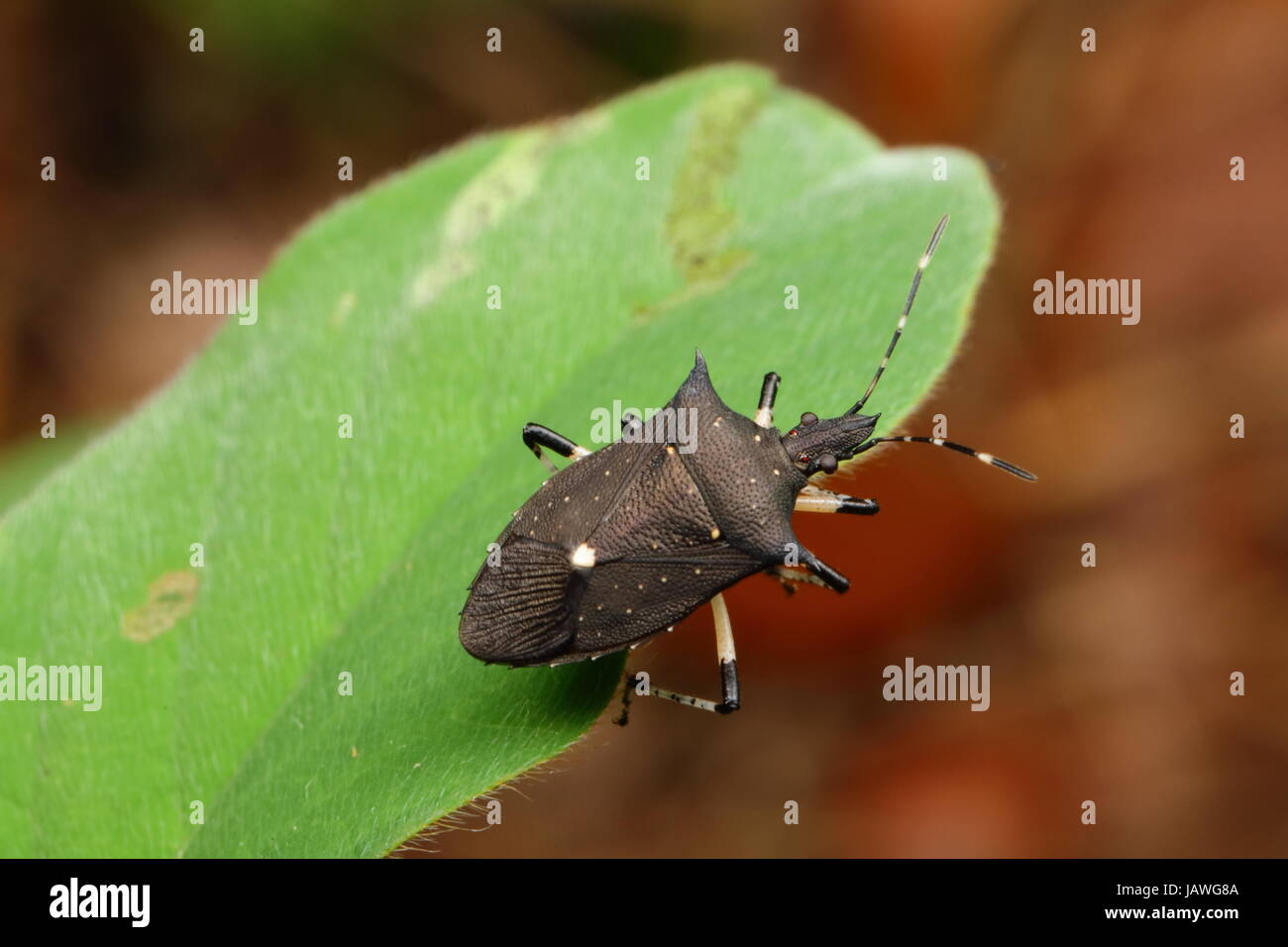 Einen schwarzen Gestank Bug, Proxys Punctulatus, auf einem Blatt der Pflanze. Stockfoto