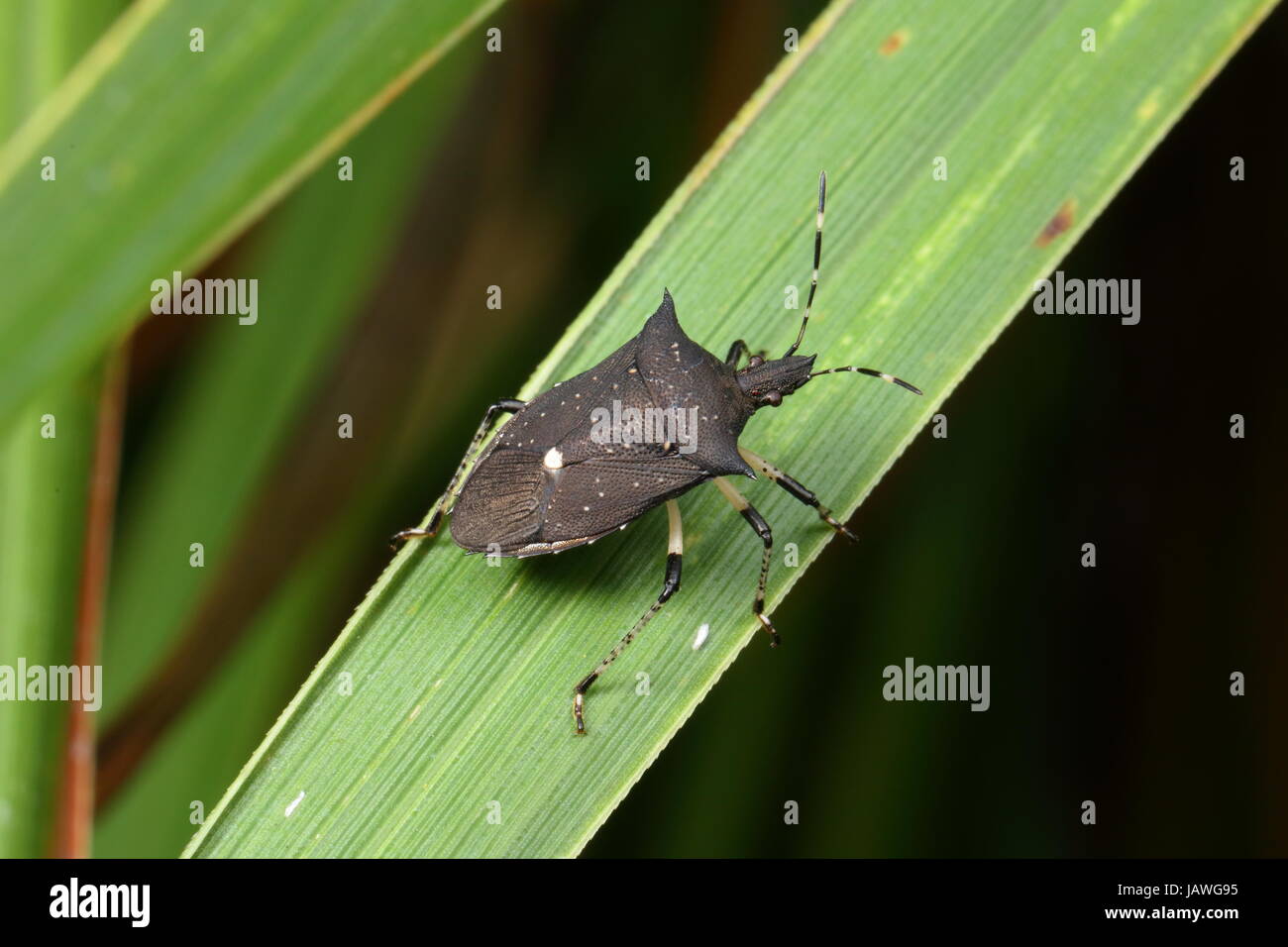 Einen schwarzen Gestank Bug, Proxys Punctulatus, auf einem Blatt der Pflanze. Stockfoto