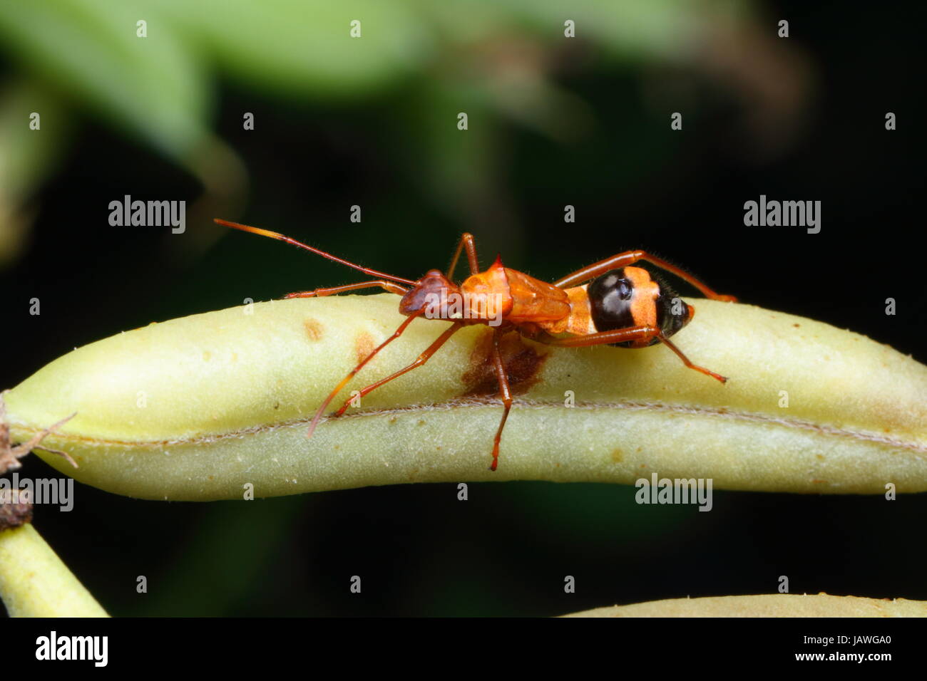 O-Beine Bug, Hyalymenus Longispinus, kriecht auf einem Pflanzenstängel Rattle Box. Stockfoto