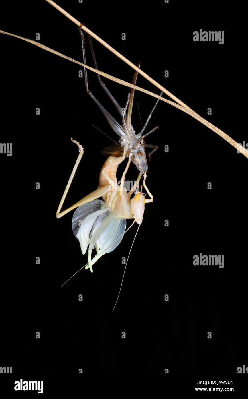 Eine Häutung Haken-faced Kegel Kopf Grashuepfer, Pyrgocorypha Unicata, thront auf einem Zweig. Stockfoto