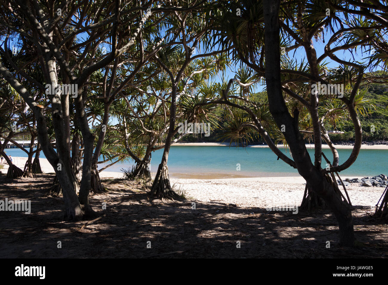 Einen Zugang zum Strand von Burleigh Heads Trog die Bäume. Burleigh Heads, Gold Coast, Australien Stockfoto