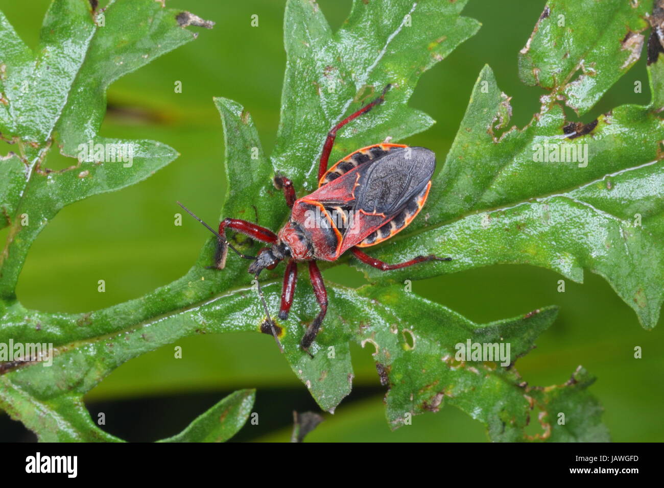 Eine östliche Blut saugen Kegel Nase Bug, Triatoma Sanguisuga, kriechen auf ein Blatt der Pflanze. Stockfoto