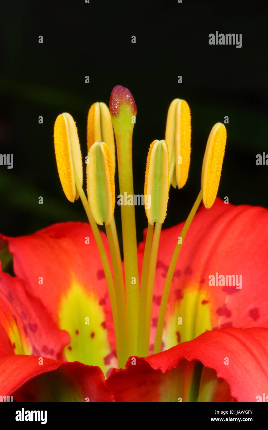 Kiefer-Lilien, Lilium Catesbaei sind häufig in Kiefer Peeling Lebensräume. Stockfoto