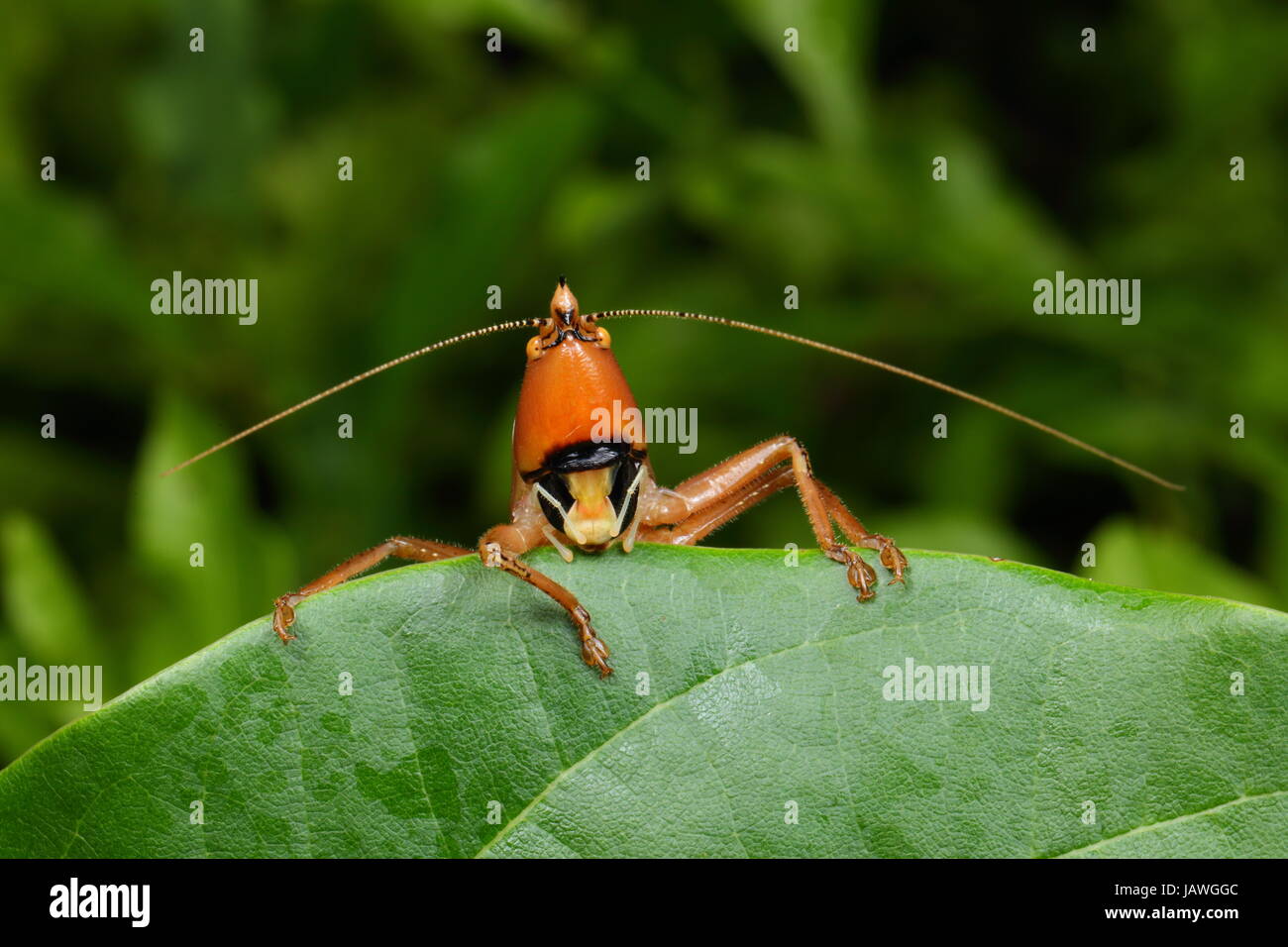 Ein Kegel-vorangegangene Grashuepfer, Belocephalus Arten, ruht auf einem Blatt. Stockfoto
