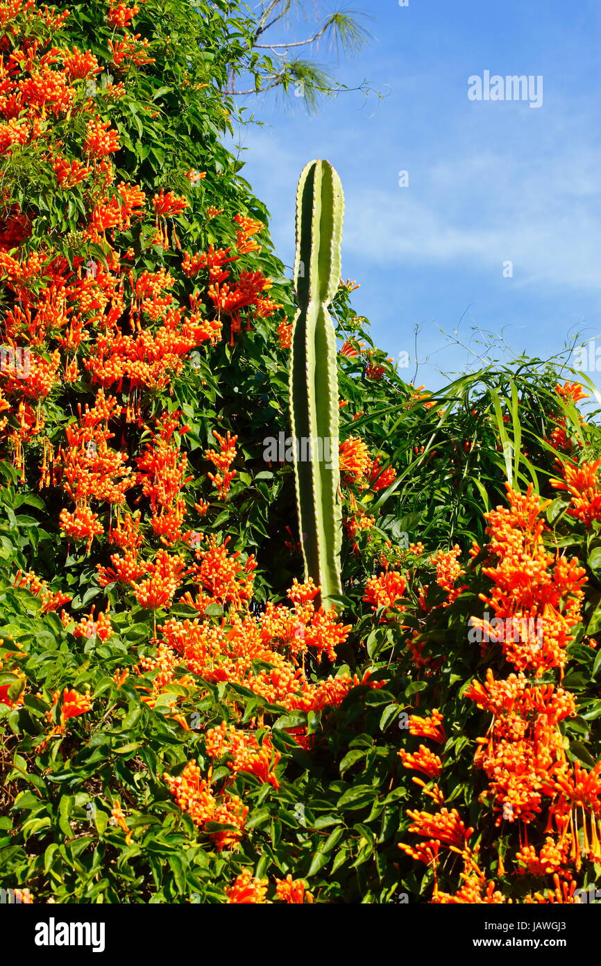 Eine brasilianische Flamme Rebe, Pyrostegia Venusta, in voller Blüte. Stockfoto