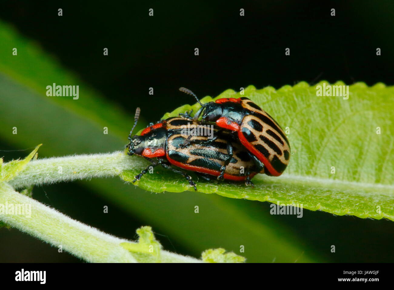 Cottonwood Blattkäfer, Chrysomela Scripta auf Weide. Stockfoto