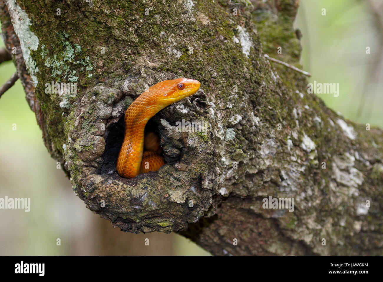 Eine gelbe Rattenschlange, Pantherophis Obsoleta Quadrivittata verschanzt in einem Eichen-Baum. Stockfoto