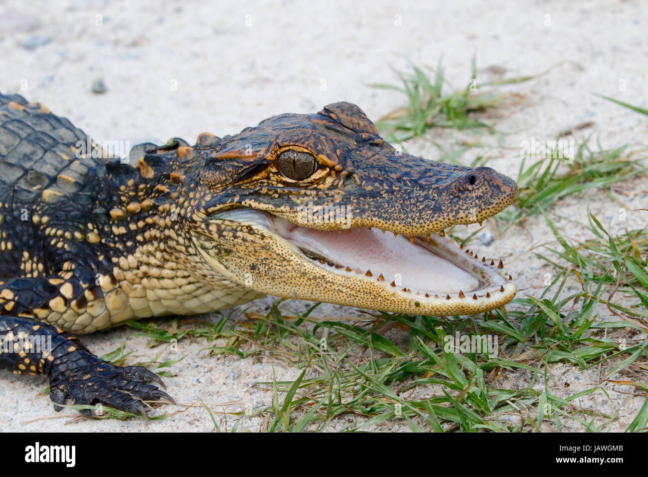 Ein amerikanischer Alligator Alligator Mississippiensis, mit offenem Mund. Stockfoto