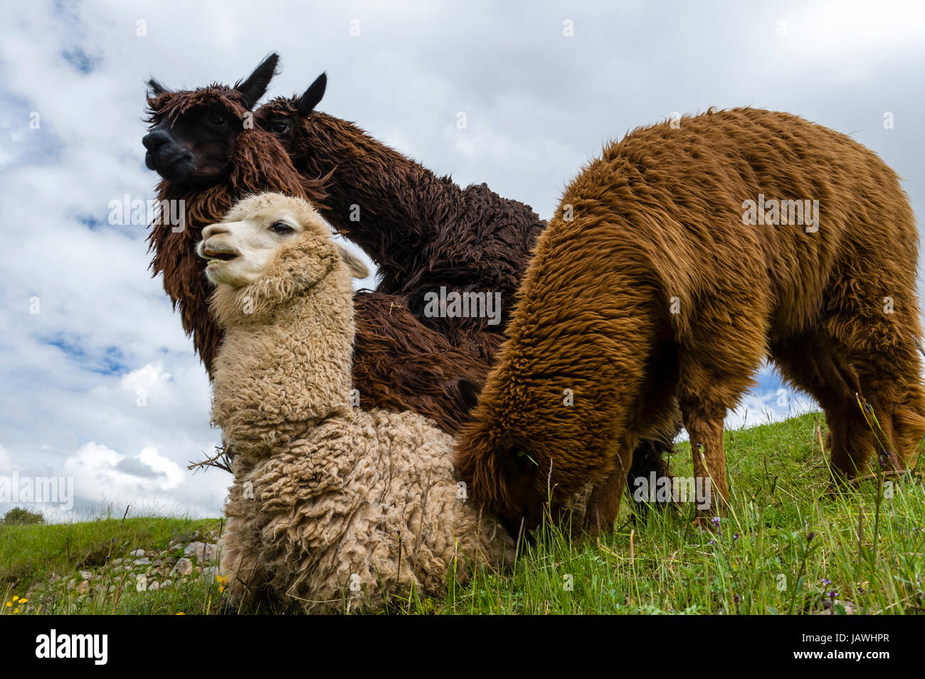 Eine Gruppe von Lama Paarung. Stockfoto