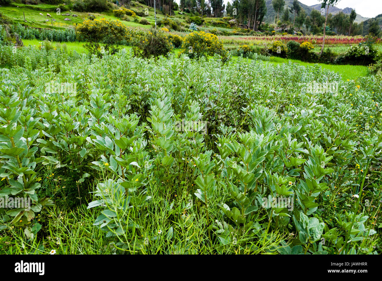 Ein Feld von Quinoa in einem Bergdorf der Anden. Stockfoto