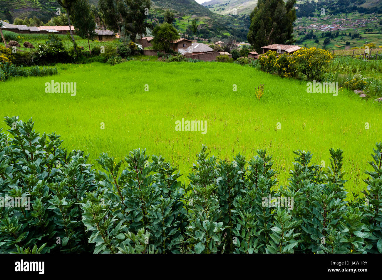 Ein Feld von Quinoa in einem Bergdorf der Anden. Stockfoto