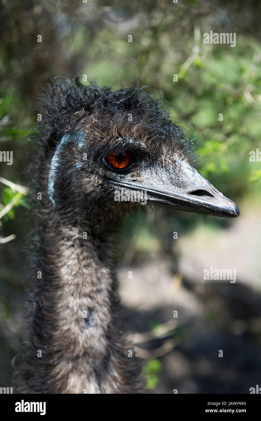 Die großen kräftigen Schnabel ein Emu. Stockfoto
