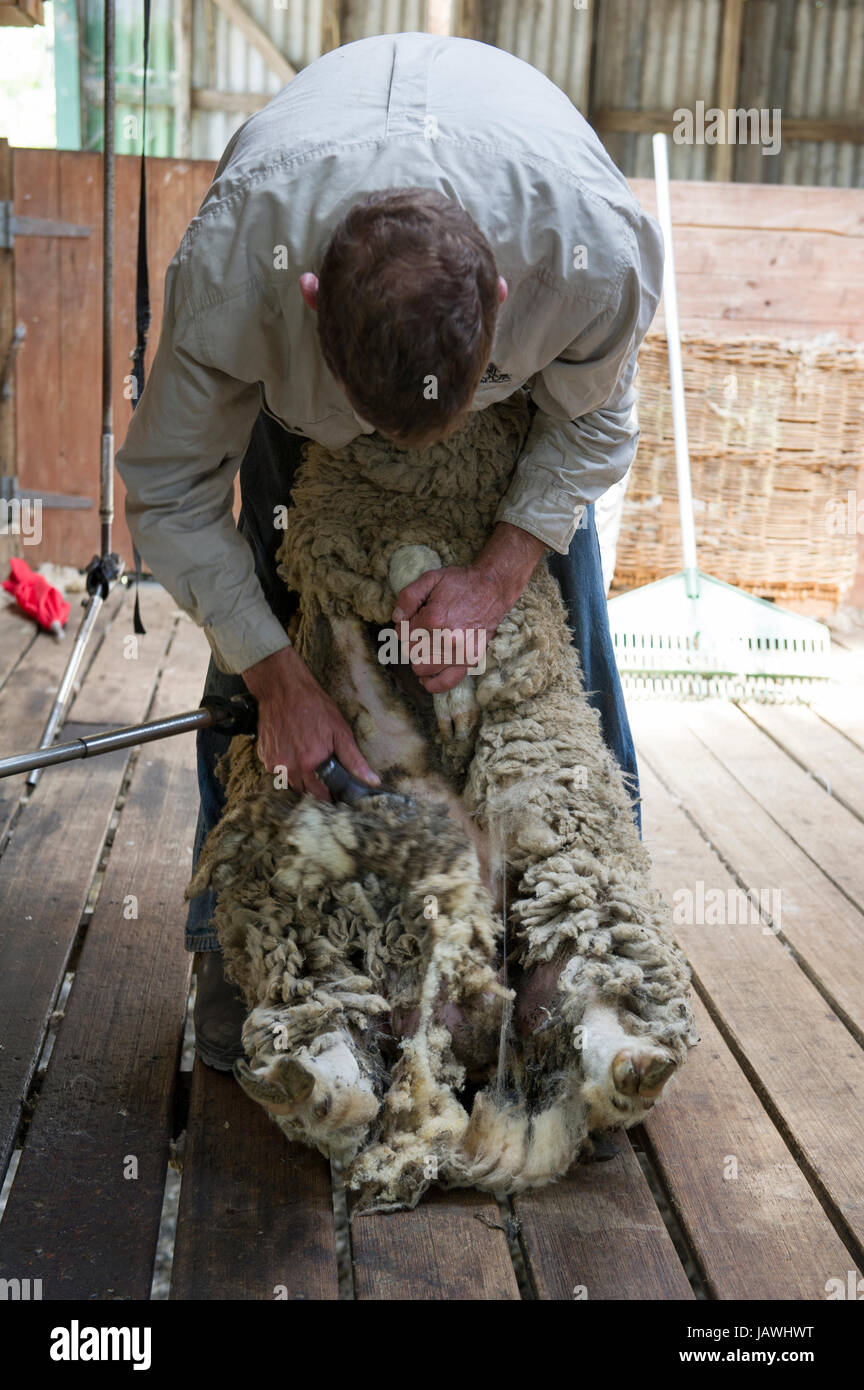 Eine Schermaschine Scheren die Wolle von Schafen in einem Scheren Schuppen. Stockfoto