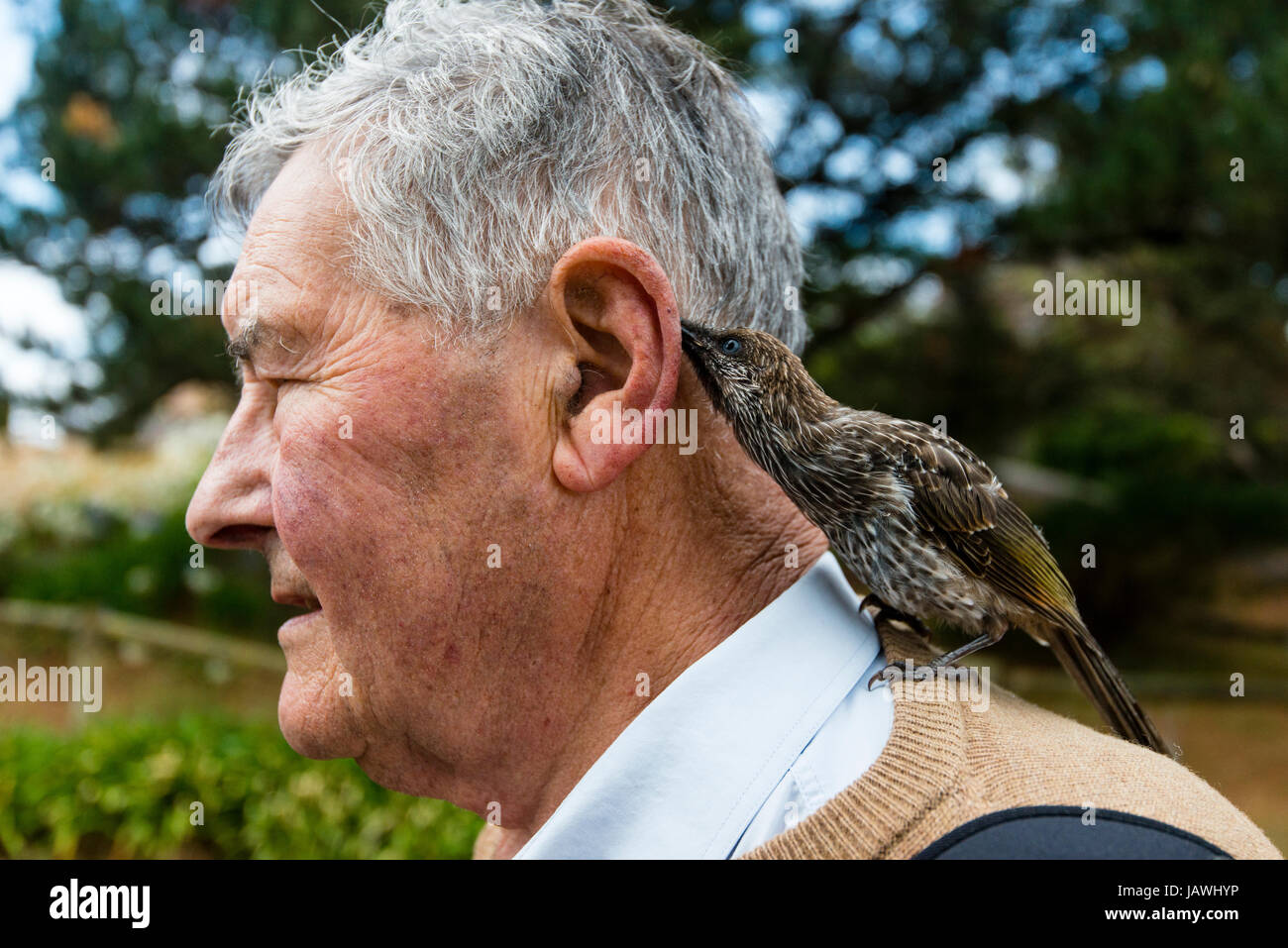 Ein Wattlebird, das Ohr eines älteren Mannes mit seiner langen Zunge lecken. Stockfoto