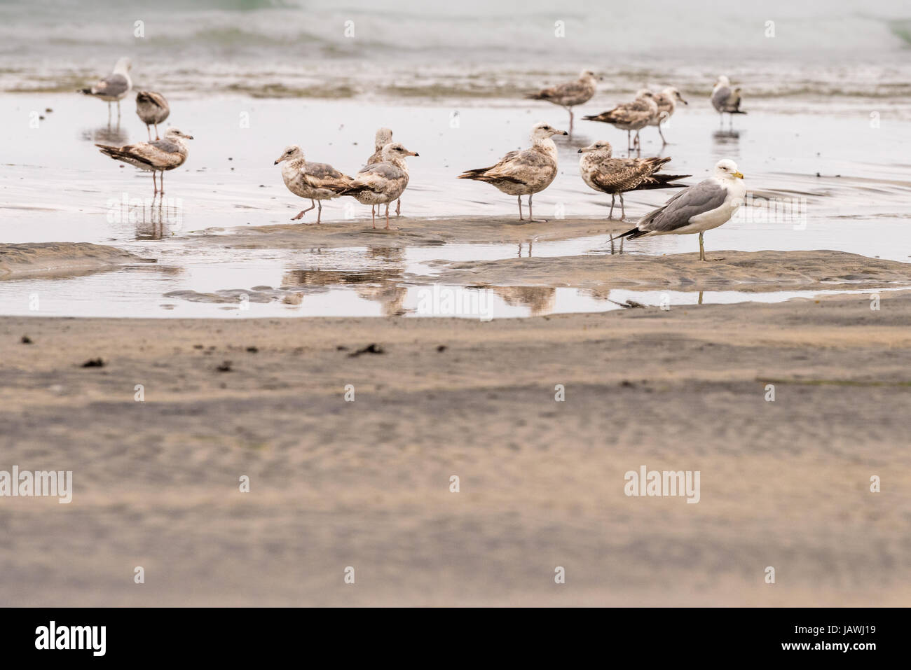 Westlichen Möwen, Juvenile stehen am Strand an einem bewölkten Tag Stockfoto