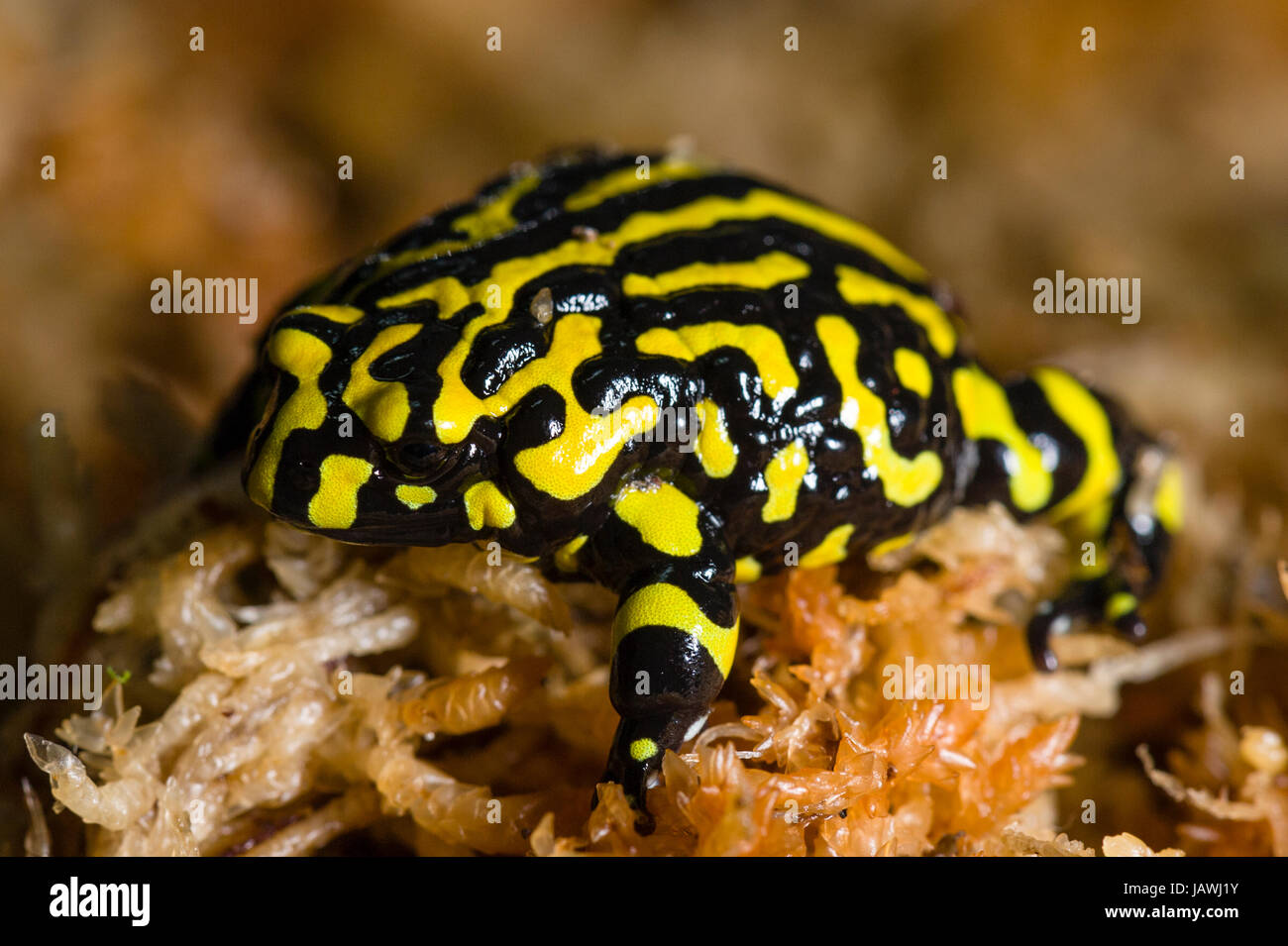 Die leuchtenden gelben Streifen der vom Aussterben bedrohten Corroboree Frosch im Moos. Stockfoto