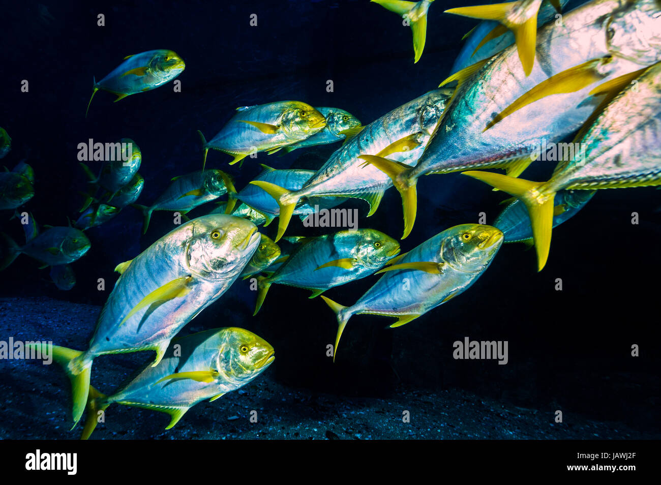 Ein Schwarm von Silber und gelb Golden Makrelen in Bildung in einem Aquarium bewegen. Stockfoto