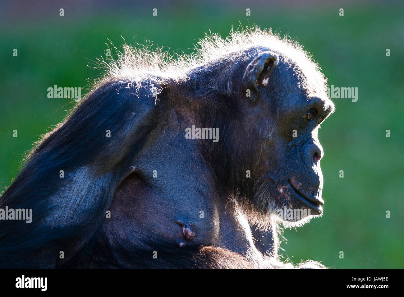 Der behaarte Kopf eine ältere Schimpansen Hintergrundbeleuchtung von der frühen Morgensonne. Stockfoto