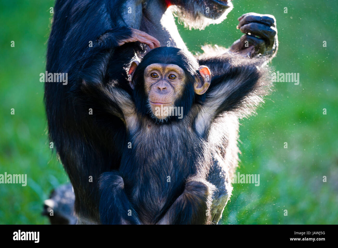Ein Säugling Schimpanse sitzt mit seiner Mutter seinen Hinterkopf kratzen. Stockfoto