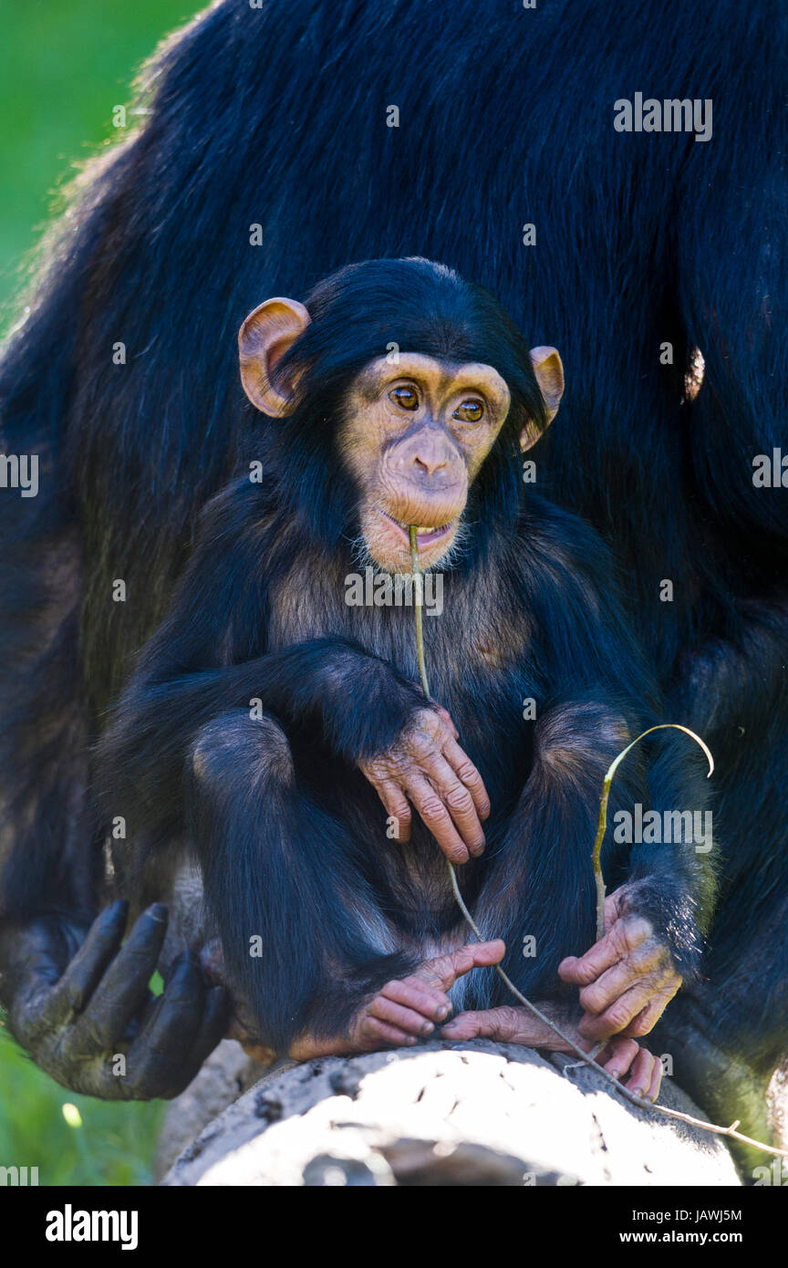 Ein Säugling Schimpansen kauen auf einem Zweig mit seiner Mutter. Stockfoto