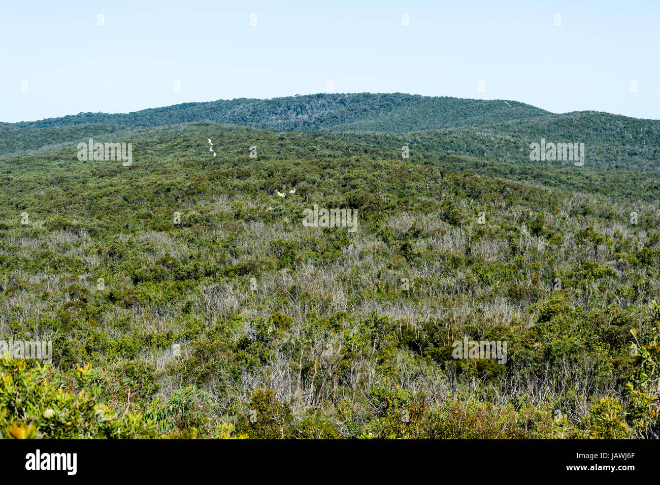 Ein Blick auf die Wallum Flora-reiche Unterholz und Heidelandschaft. Stockfoto