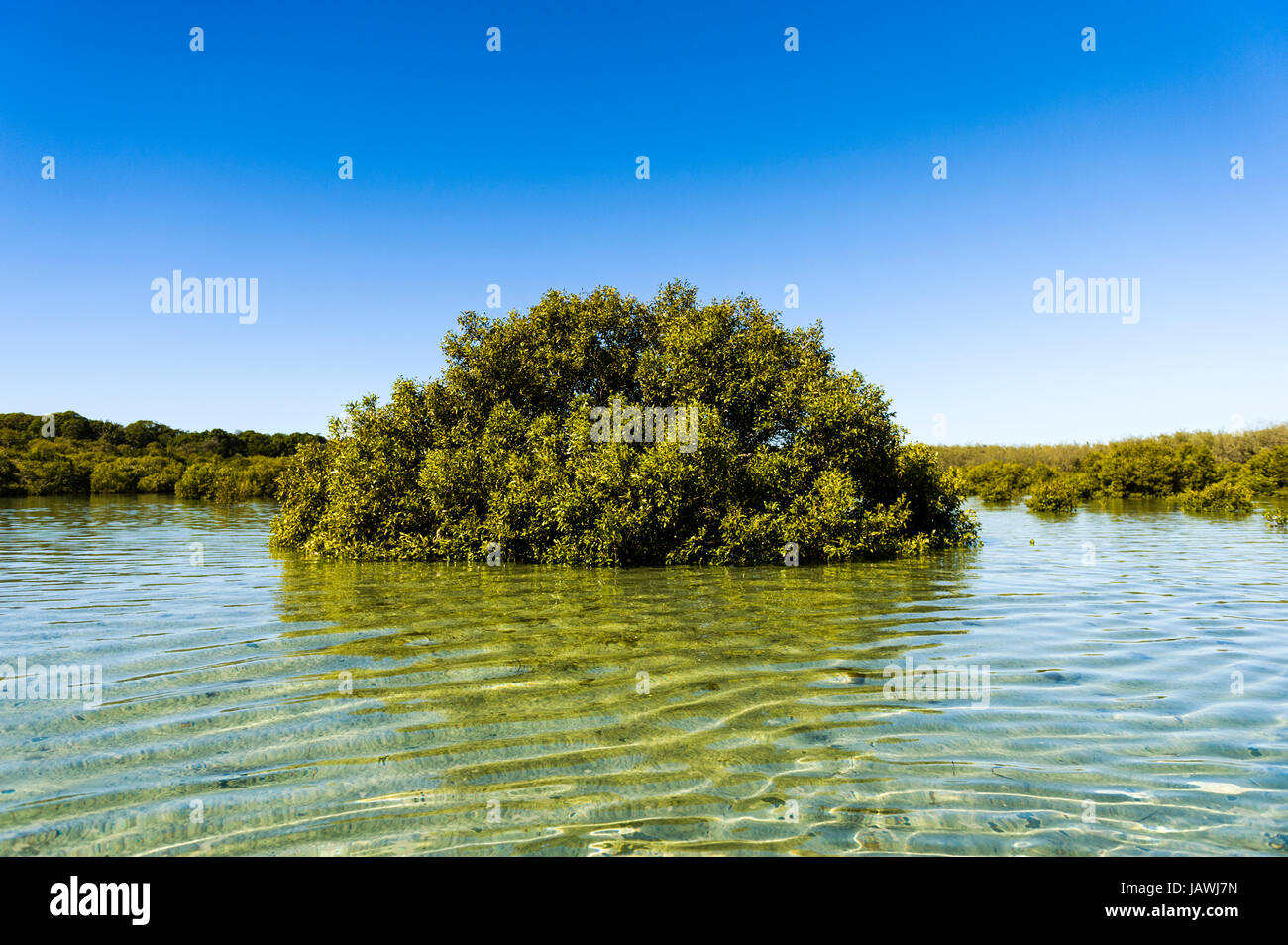 Ein grau Mangroven-Baum wächst im seichten Wasser der Lagune. Stockfoto
