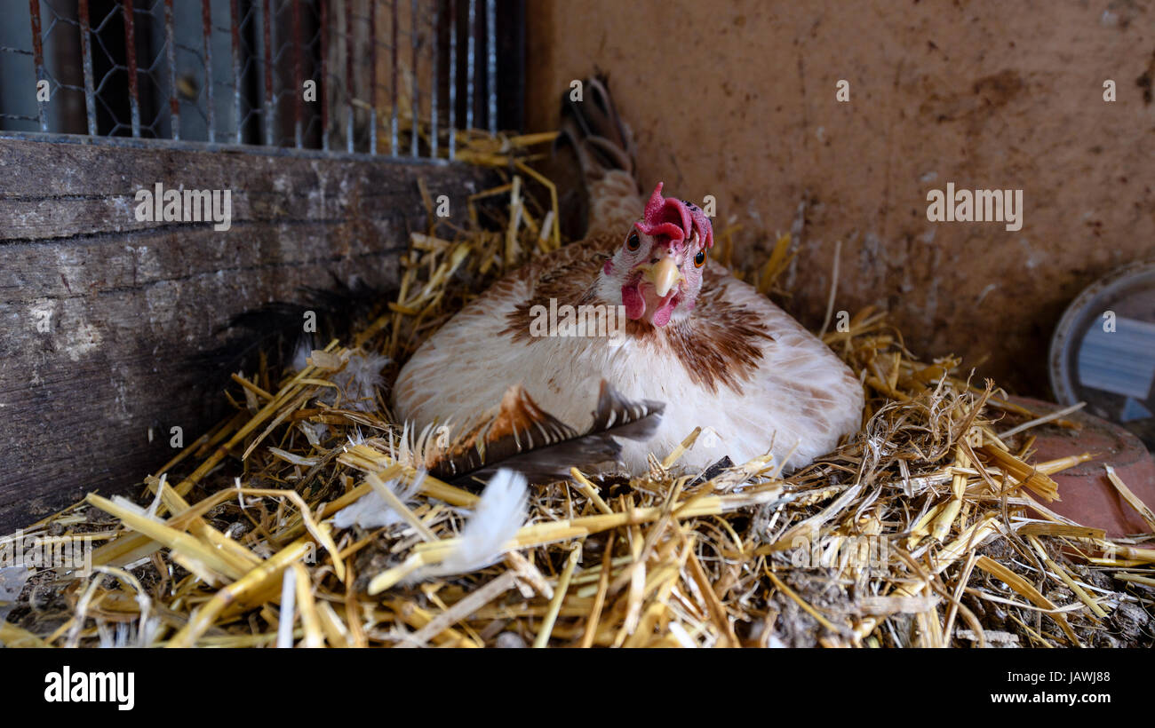 Ein Huhn brütet ein Ei in einem Hühnerstall auf einem Bauernhof. Stockfoto