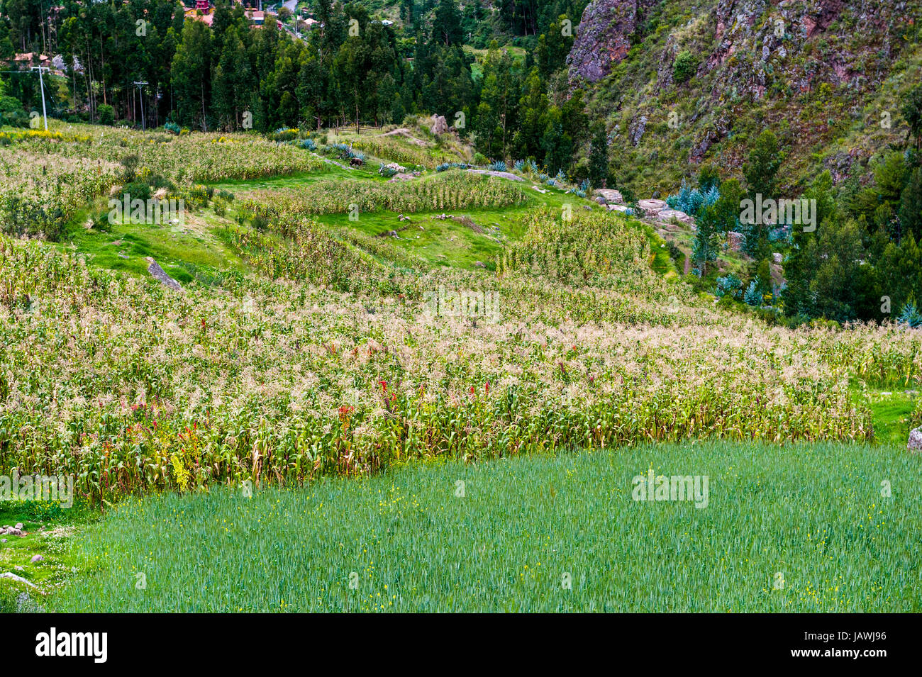 Mais und Mais ernten in einem üppigen Tal in den Anden. Stockfoto