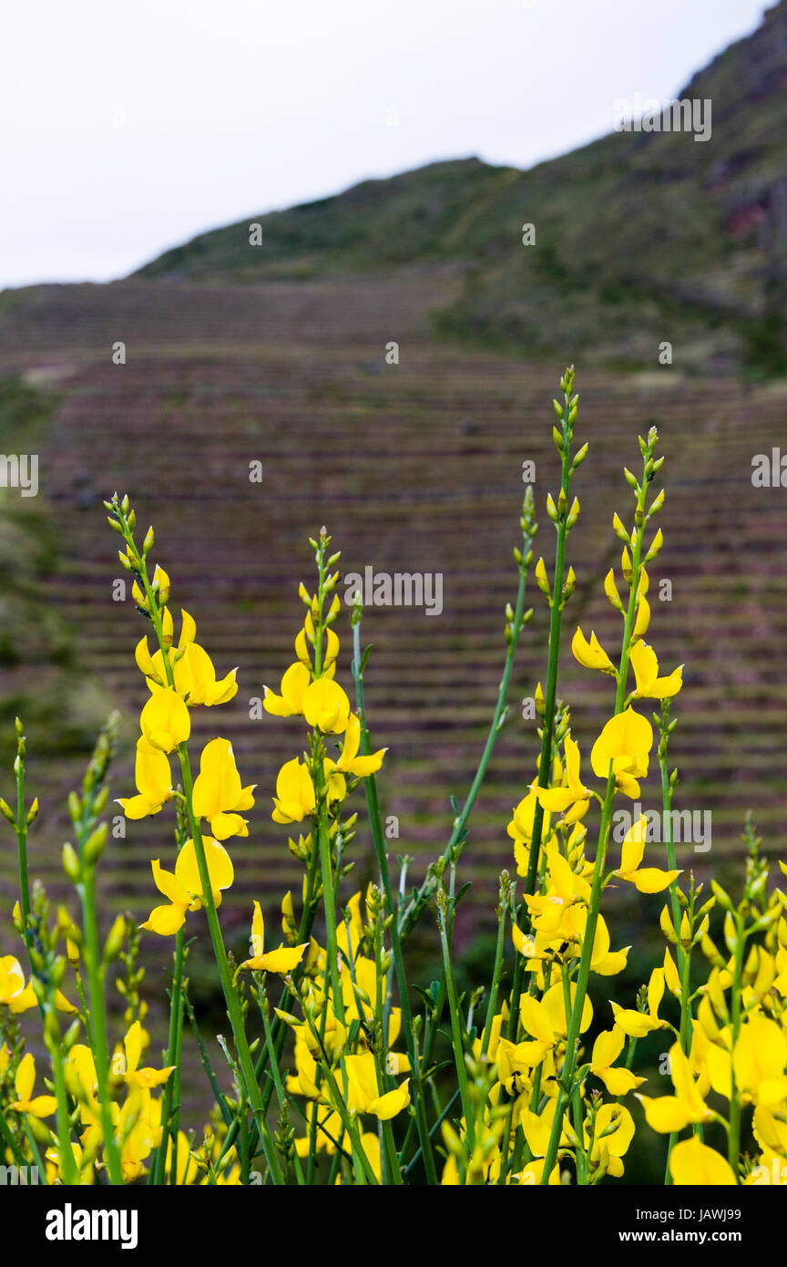 Scotch Broom Blüten sind leuchtend gelb in der Nähe von Inca landwirtschaftlichen Terrassen an einem steilen Hang. Stockfoto