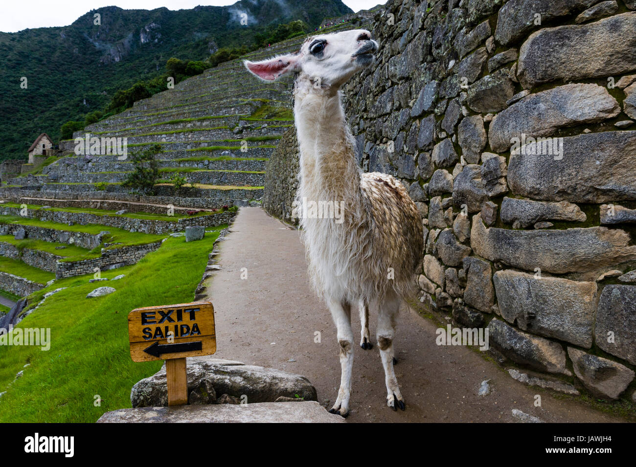 Ein Lama erkundet die alten Inka-Ruinen von Macchu Picchu neben einem Ausgangsschild. Stockfoto