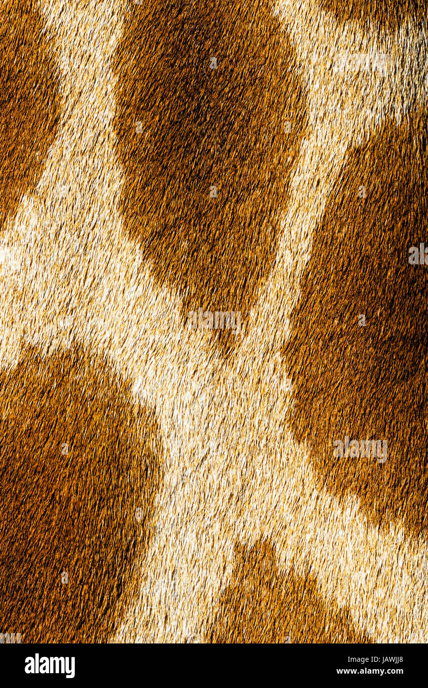 Das große Mosaik Fellmuster auf der Haut von einem Giraffenhals. Stockfoto