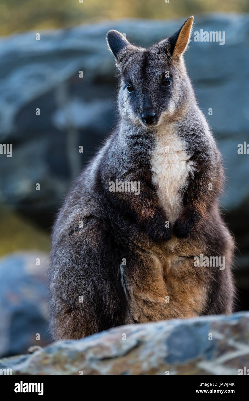 Eine Wut rot-necked Wallaby stehen auf einem Felsvorsprung. Stockfoto