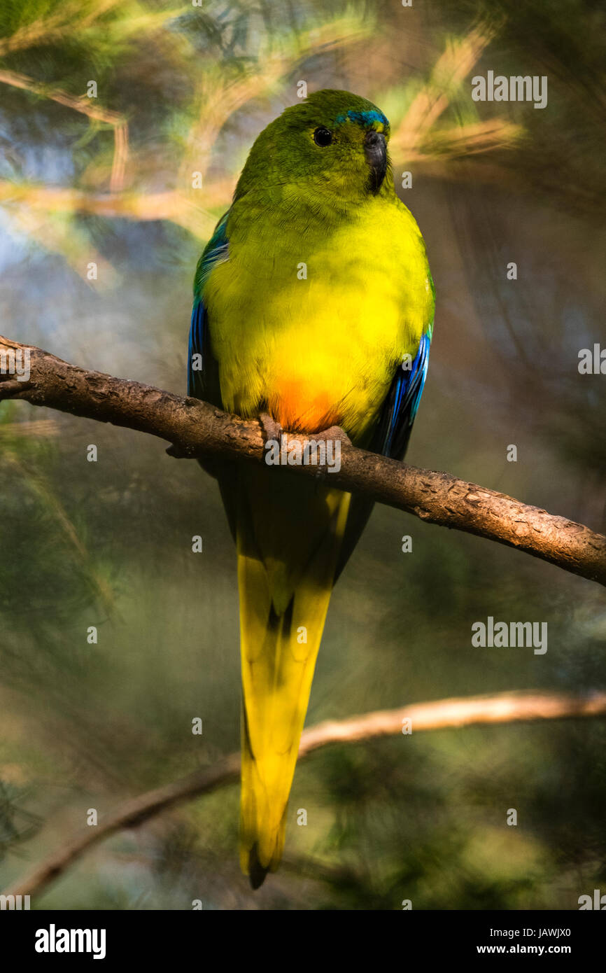Eine vom Aussterben bedrohte Goldbauchsittich Schlafplatz auf einem Ast. Stockfoto