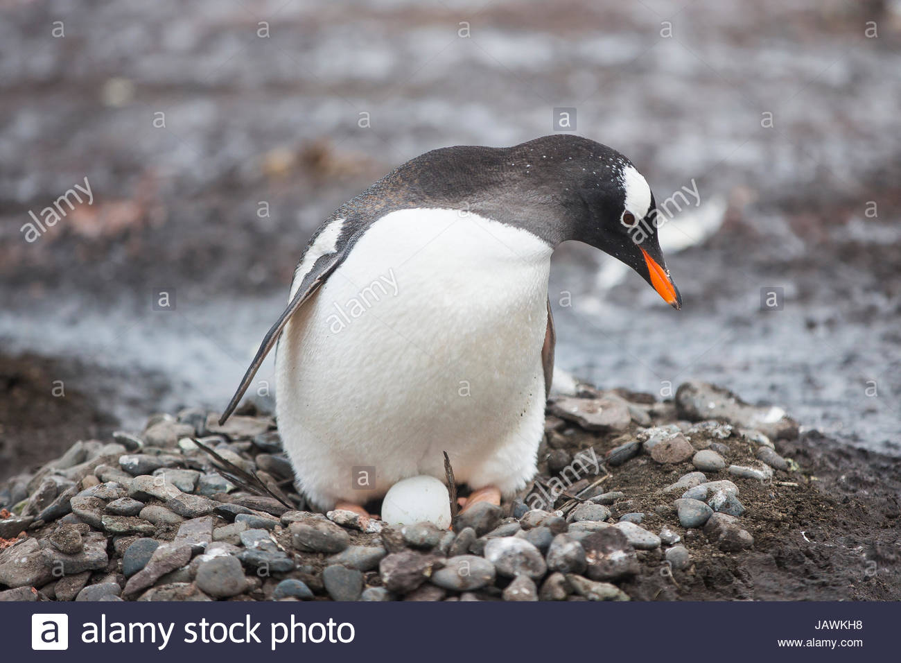 Gentoo Penguin Nisten Und Ei In Der Antarktis Zu Schutzen