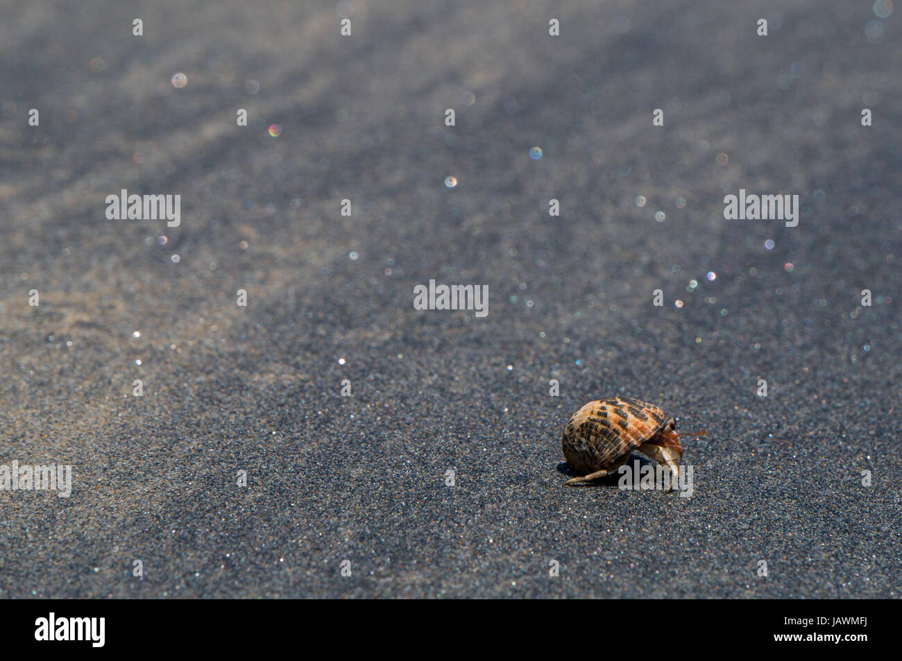 Ein Einsiedlerkrebs auf einem schwarzen Sandstrand in Thailand Stockfoto