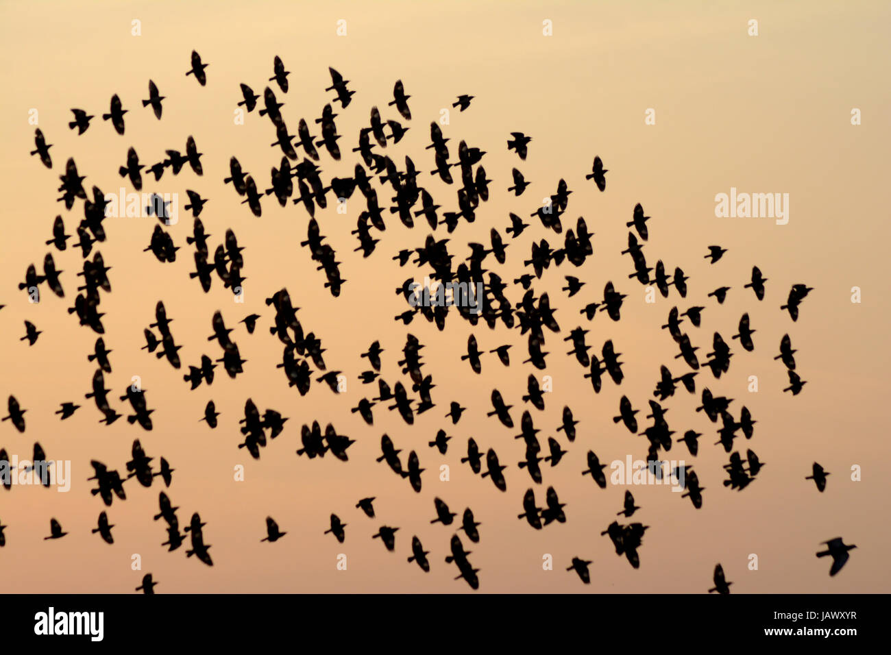 BEFLOCKUNG VERHALTEN IN VÖGEL ABEND Stockfoto