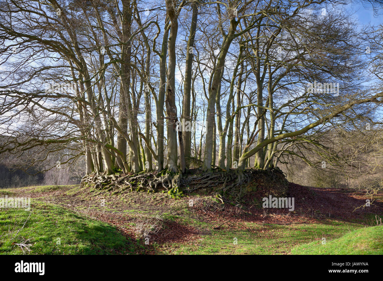Ring der Buche Bäume gepflanzt auf einer Steinmauer Cotswolds, Gloucestershire, England. Stockfoto