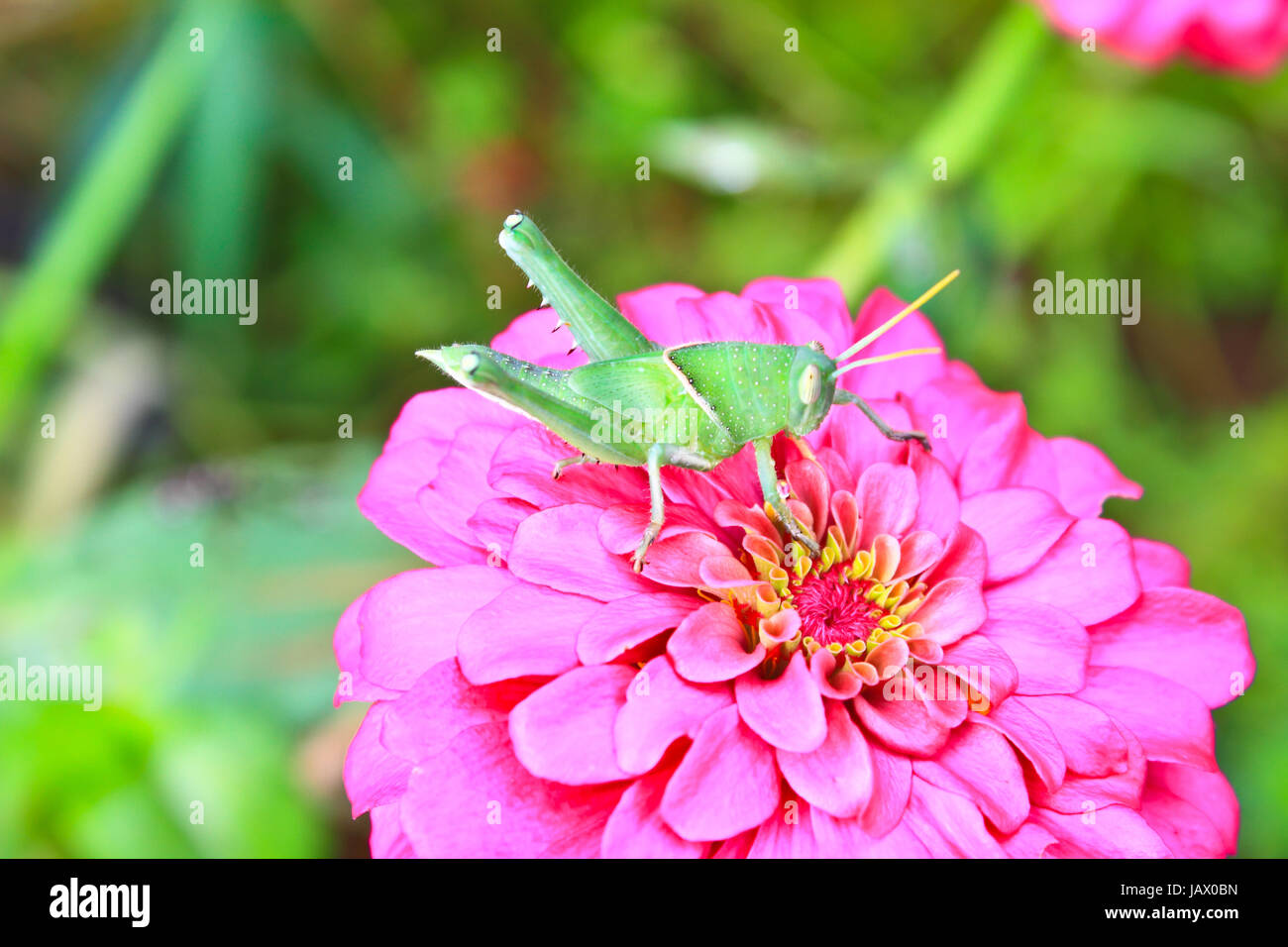 grüne Heuschrecke auf rosa Zinnie Sommerblume Stockfoto