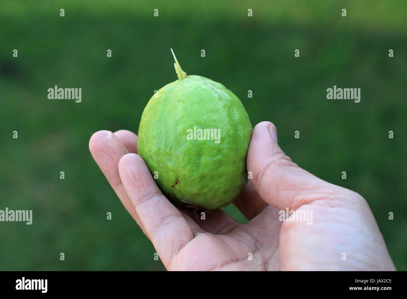 Nahaufnahme von Hause angebauten Guave guajava Stockfoto