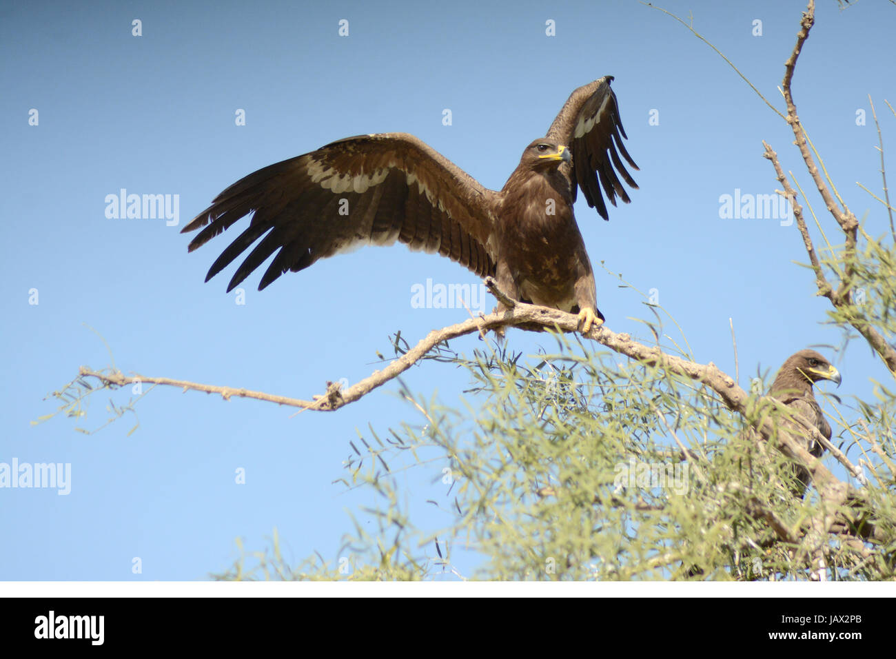 Die Steppenadler (Aquila Nipalensis) Stockfoto